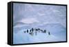 Adelie Penguins on Ice Floe-DLILLC-Framed Stretched Canvas