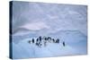 Adelie Penguins on Ice Floe-DLILLC-Stretched Canvas