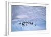 Adelie Penguins on Ice Floe-DLILLC-Framed Photographic Print