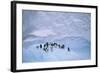 Adelie Penguins on Ice Floe-DLILLC-Framed Photographic Print