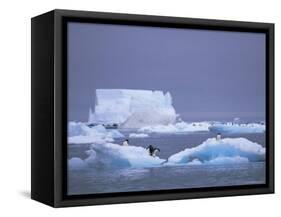 Adelie Penguins on Iceberg, Paulet Island, Antarctica, Polar Regions-David Tipling-Framed Stretched Canvas