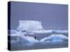 Adelie Penguins on Iceberg, Paulet Island, Antarctica, Polar Regions-David Tipling-Stretched Canvas