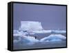 Adelie Penguins on Iceberg, Paulet Island, Antarctica, Polar Regions-David Tipling-Framed Stretched Canvas