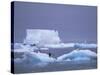 Adelie Penguins on Iceberg, Paulet Island, Antarctica, Polar Regions-David Tipling-Stretched Canvas