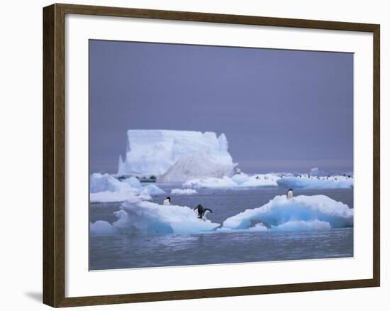 Adelie Penguins on Iceberg, Paulet Island, Antarctica, Polar Regions-David Tipling-Framed Photographic Print