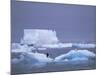 Adelie Penguins on Iceberg, Paulet Island, Antarctica, Polar Regions-David Tipling-Mounted Photographic Print