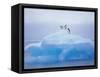 Adelie Penguins on Iceberg, Paulet Island, Antarctica, Polar Regions-David Tipling-Framed Stretched Canvas