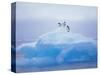 Adelie Penguins on Iceberg, Paulet Island, Antarctica, Polar Regions-David Tipling-Stretched Canvas