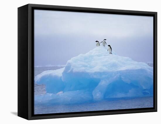 Adelie Penguins on Iceberg, Paulet Island, Antarctica, Polar Regions-David Tipling-Framed Stretched Canvas