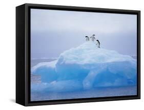 Adelie Penguins on Iceberg, Paulet Island, Antarctica, Polar Regions-David Tipling-Framed Stretched Canvas