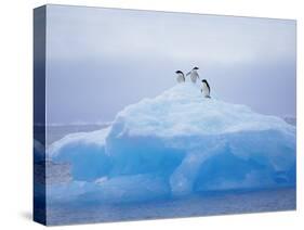 Adelie Penguins on Iceberg, Paulet Island, Antarctica, Polar Regions-David Tipling-Stretched Canvas