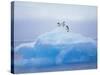 Adelie Penguins on Iceberg, Paulet Island, Antarctica, Polar Regions-David Tipling-Stretched Canvas