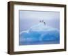 Adelie Penguins on Iceberg, Paulet Island, Antarctica, Polar Regions-David Tipling-Framed Photographic Print