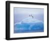 Adelie Penguins on Iceberg, Paulet Island, Antarctica, Polar Regions-David Tipling-Framed Photographic Print