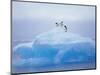 Adelie Penguins on Iceberg, Paulet Island, Antarctica, Polar Regions-David Tipling-Mounted Photographic Print