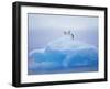 Adelie Penguins on Iceberg, Paulet Island, Antarctica, Polar Regions-David Tipling-Framed Photographic Print