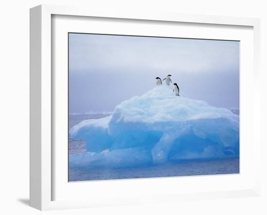 Adelie Penguins on Iceberg, Paulet Island, Antarctica, Polar Regions-David Tipling-Framed Photographic Print