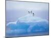 Adelie Penguins on Iceberg, Paulet Island, Antarctica, Polar Regions-David Tipling-Mounted Photographic Print