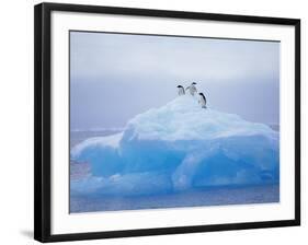 Adelie Penguins on Iceberg, Paulet Island, Antarctica, Polar Regions-David Tipling-Framed Photographic Print