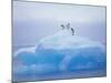 Adelie Penguins on Iceberg, Paulet Island, Antarctica, Polar Regions-David Tipling-Mounted Photographic Print