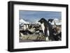 Adelie Penguins on Petermann Island, Antarctica-Paul Souders-Framed Photographic Print