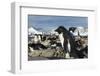 Adelie Penguins on Petermann Island, Antarctica-Paul Souders-Framed Photographic Print