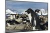 Adelie Penguins on Petermann Island, Antarctica-Paul Souders-Mounted Photographic Print