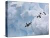 Adelie Penguins, Paulet Island, Antartica, Antarctic-Hugh Rose-Stretched Canvas