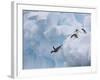 Adelie Penguins, Paulet Island, Antartica, Antarctic-Hugh Rose-Framed Photographic Print