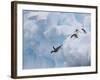 Adelie Penguins, Paulet Island, Antartica, Antarctic-Hugh Rose-Framed Photographic Print