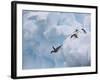 Adelie Penguins, Paulet Island, Antartica, Antarctic-Hugh Rose-Framed Photographic Print