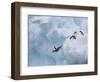 Adelie Penguins, Paulet Island, Antartica, Antarctic-Hugh Rose-Framed Photographic Print