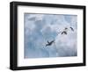 Adelie Penguins, Paulet Island, Antartica, Antarctic-Hugh Rose-Framed Photographic Print