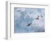 Adelie Penguins, Paulet Island, Antartica, Antarctic-Hugh Rose-Framed Photographic Print