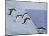 Adelie Penguins, Paulet Island, Antartica, Antarctic-Hugh Rose-Mounted Photographic Print