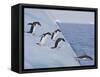 Adelie Penguins, Paulet Island, Antartica, Antarctic-Hugh Rose-Framed Stretched Canvas