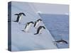 Adelie Penguins, Paulet Island, Antartica, Antarctic-Hugh Rose-Stretched Canvas
