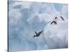 Adelie Penguins, Paulet Island, Antartica, Antarctic-Hugh Rose-Stretched Canvas