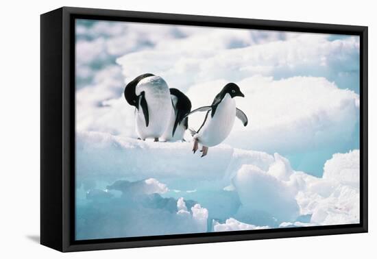 Adelie Penguins (Pygoscelis Adeliae) Antarctica-Ann Manner-Framed Stretched Canvas