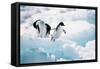 Adelie Penguins (Pygoscelis Adeliae) Antarctica-Ann Manner-Framed Stretched Canvas