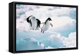 Adelie Penguins (Pygoscelis Adeliae) Antarctica-Ann Manner-Framed Stretched Canvas