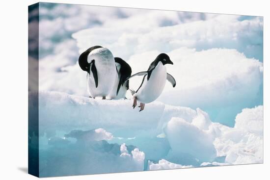 Adelie Penguins (Pygoscelis Adeliae) Antarctica-Ann Manner-Stretched Canvas
