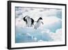 Adelie Penguins (Pygoscelis Adeliae) Antarctica-Ann Manner-Framed Photographic Print