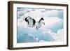 Adelie Penguins (Pygoscelis Adeliae) Antarctica-Ann Manner-Framed Photographic Print