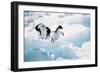 Adelie Penguins (Pygoscelis Adeliae) Antarctica-Ann Manner-Framed Photographic Print