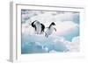 Adelie Penguins (Pygoscelis Adeliae) Antarctica-Ann Manner-Framed Photographic Print