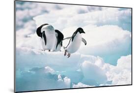 Adelie Penguins (Pygoscelis Adeliae) Antarctica-Ann Manner-Mounted Photographic Print