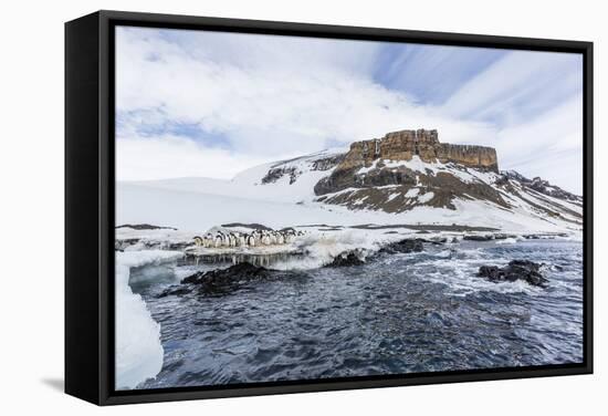 Adelie Penguins (Pygoscelis Adeliae) at Breeding Colony at Brown Bluff, Antarctica, Southern Ocean-Michael Nolan-Framed Stretched Canvas