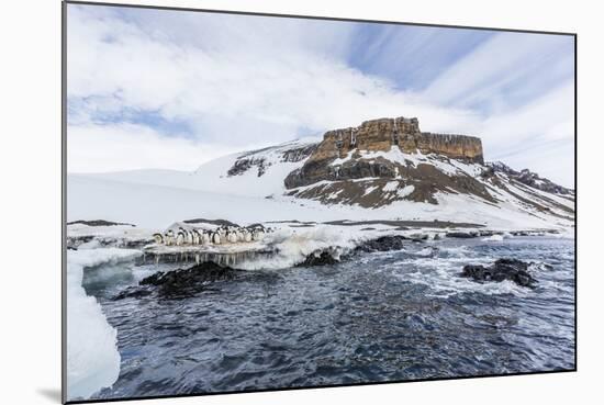 Adelie Penguins (Pygoscelis Adeliae) at Breeding Colony at Brown Bluff, Antarctica, Southern Ocean-Michael Nolan-Mounted Photographic Print