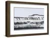 Adelie Penguins (Pygoscelis Adeliae) at Breeding Colony at Brown Bluff, Antarctica, Southern Ocean-Michael Nolan-Framed Photographic Print